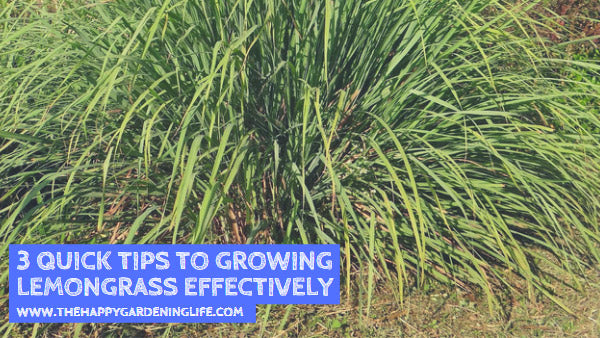 3 Quick Tips to Growing Lemongrass Effectively