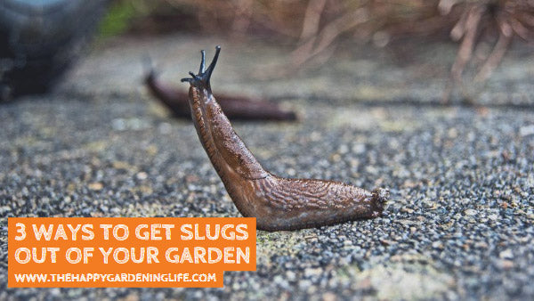 3 Ways to Get Slugs Out of Your Garden