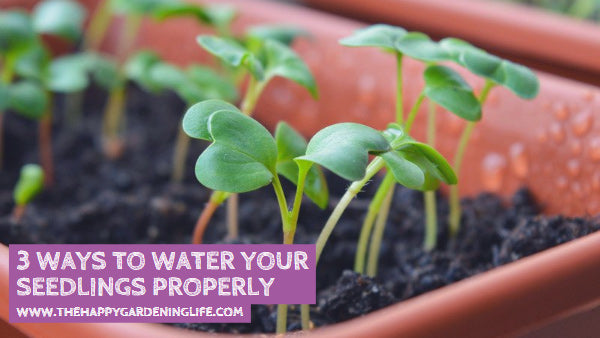 3 Ways to Water Your Seedlings Properly