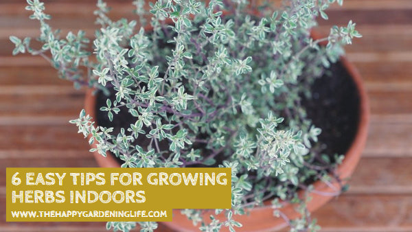6 Easy Tips for Growing Herbs Indoors