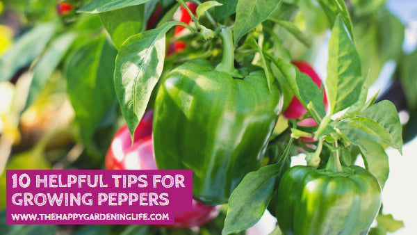 10 Helpful Tips for Growing Peppers