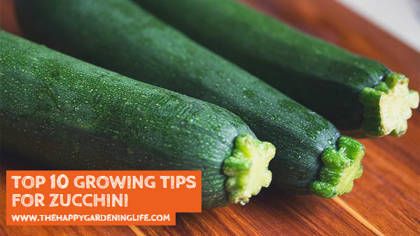 Top 10 Growing Tips for Zucchini