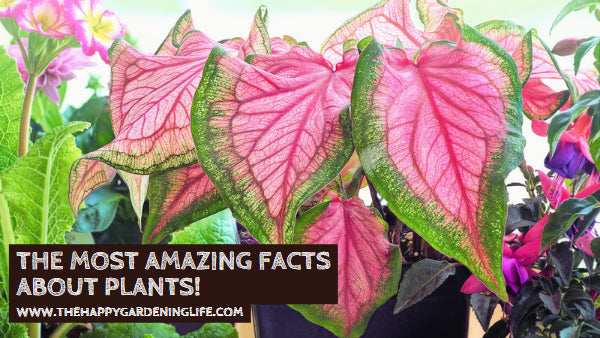 The Most Amazing Facts About Plants!
