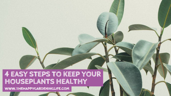 4 Easy Steps to Keep Your Houseplants Healthy