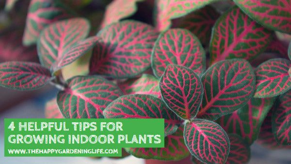 4 Helpful Tips for Growing Indoor Plants