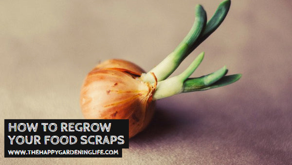 How to Regrow Your Food Scraps