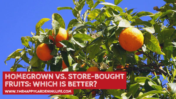 Homegrown vs. Store-Bought Fruits: Which is Better?