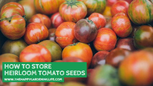 How to Store Heirloom Tomato Seeds