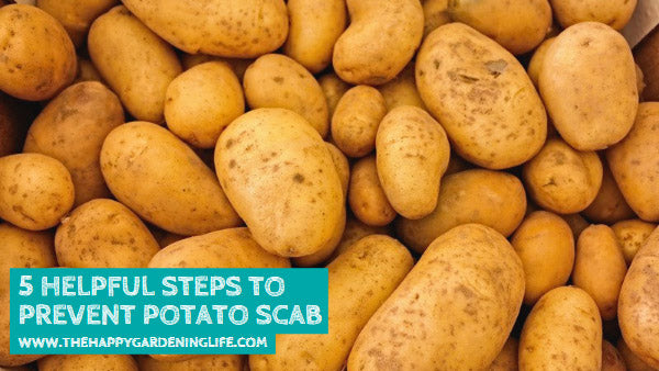 5 Helpful Steps to Prevent Potato Scab