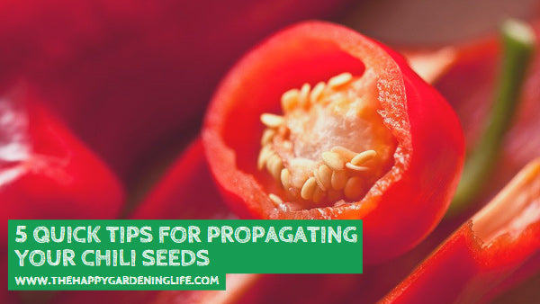 5 Quick Tips for Propagating Your Chili Seeds