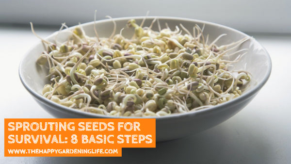 Sprouting Seeds for Survival: 8 Basic Steps