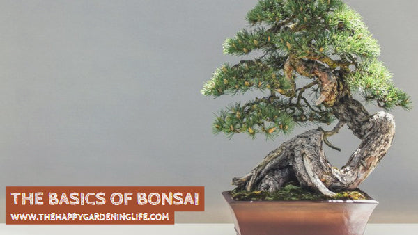 The Basics of Bonsai