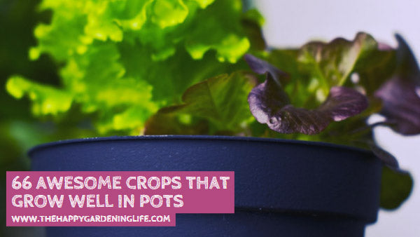 66 Awesome Crops That Grow Well in Pots