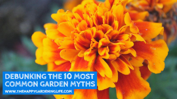 Debunking The 10 Most Common Garden Myths The Happy Gardening Life Debunking The 10 Most Common Garden Myths The Happy Gardening Life