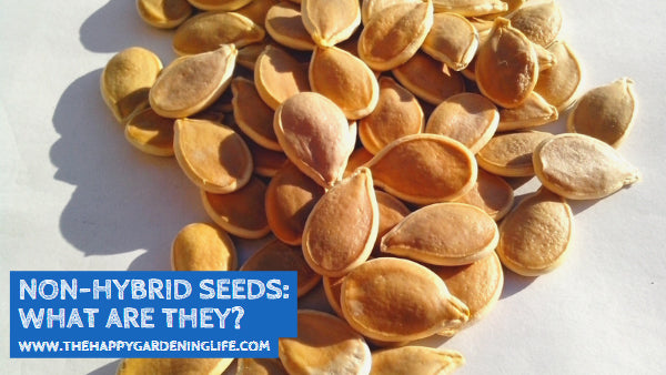 Non-Hybrid Seeds: What Are They?