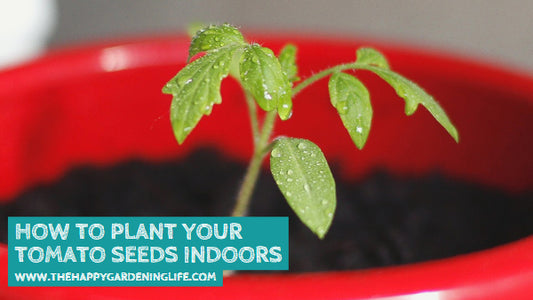 How to Plant Your Tomato Seeds Indoors