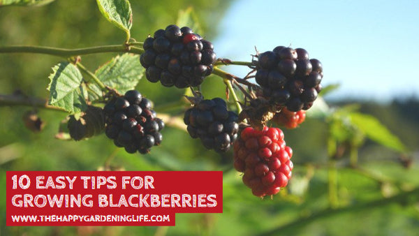 10 Easy Tips for Growing Blackberries
