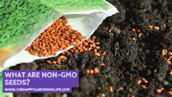 What are Non-GMO Seeds?