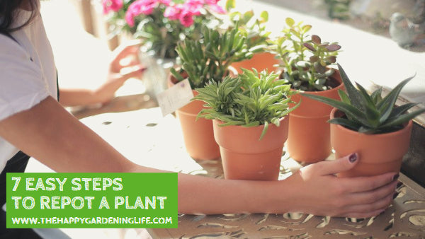 7 Easy Steps To Repot A Plant – The Happy Gardening Life