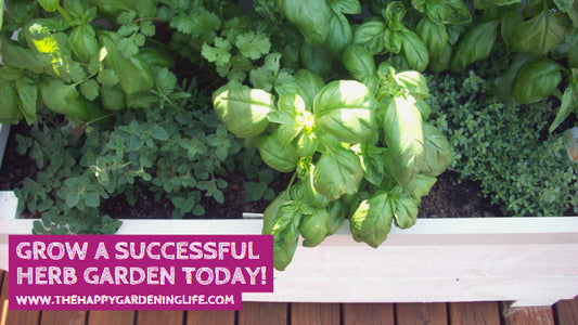 Grow a Successful Herb Garden Today!