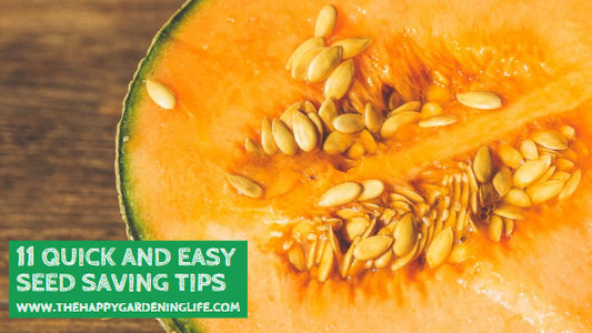 11 Quick and Easy Seed Saving Tips