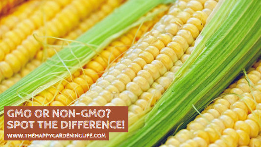 GMO or Non-GMO? Spot the Difference!