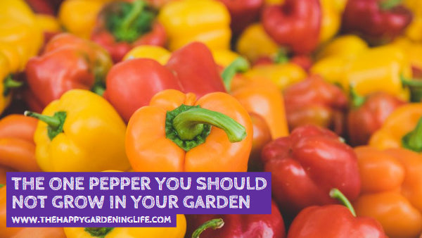 The ONE Pepper You Should Not Grow in Your Garden