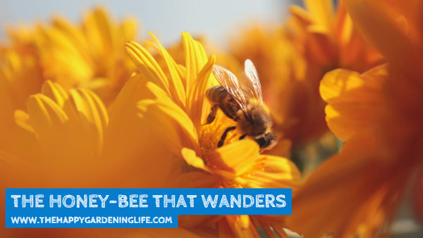 The Honey-Bee That Wanders