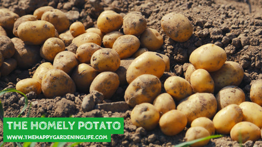 The Homely Potato