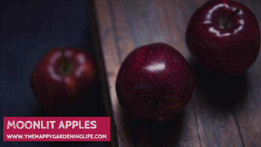 Moonlit Apples