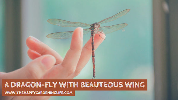 A Dragon-Fly With Beauteous Wing