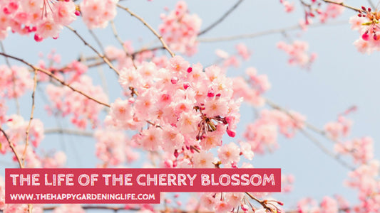 The Life Of The Cherry Blossom