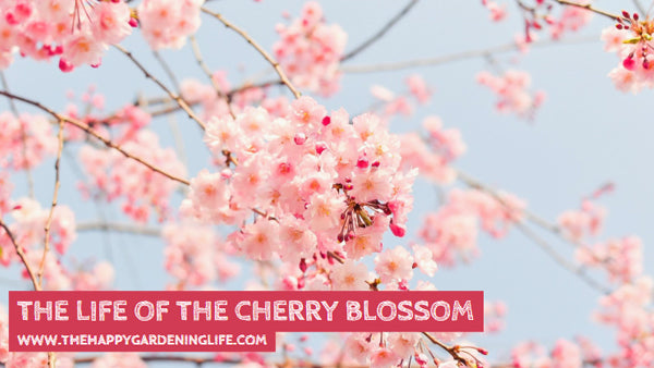 The Life Of The Cherry Blossom