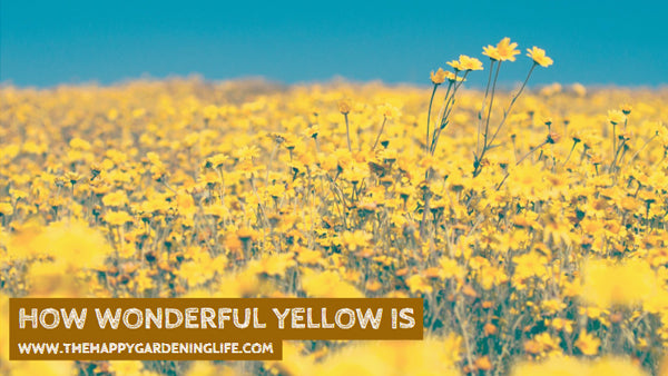 How Wonderful Yellow Is