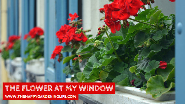 The Flower At My Window