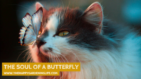 The Soul Of A Butterfly