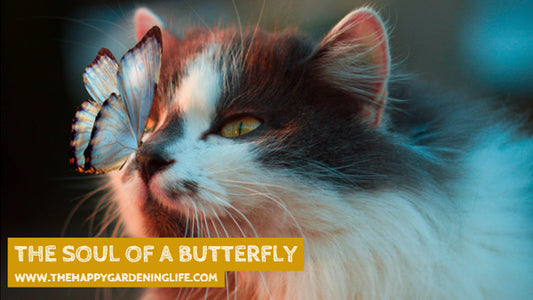 The Soul Of A Butterfly