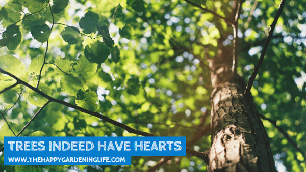 Trees Indeed Have Hearts