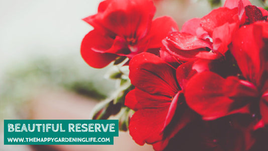 Beautiful Reserve