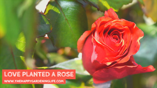 Love Planted A Rose