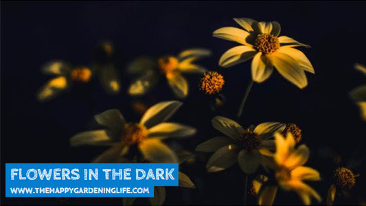Flowers In The Dark