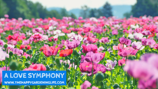 A Love Symphony