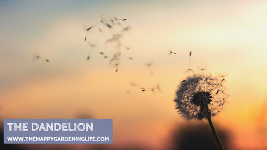 The Dandelion