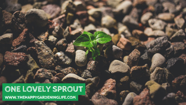 One Lovely Sprout