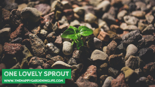 One Lovely Sprout