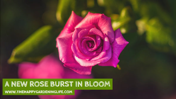 A New Rose Burst In Bloom