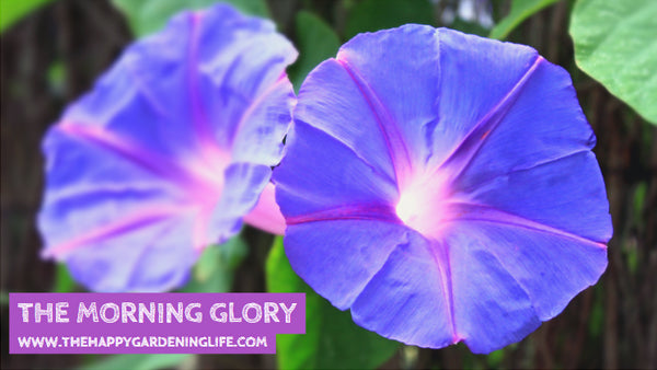 The Morning Glory