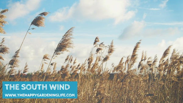 The South Wind