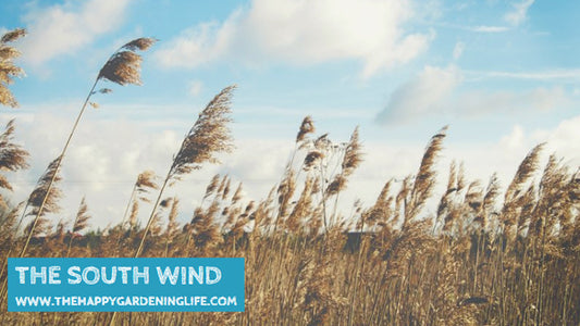 The South Wind