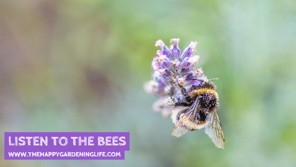 Listen To The Bees